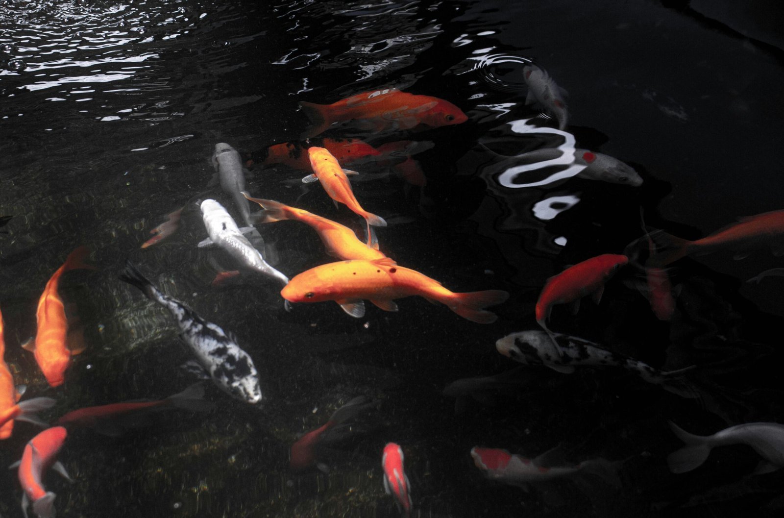 a group of fish swimming in a pond