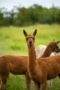 brown deer on green grass field during daytime